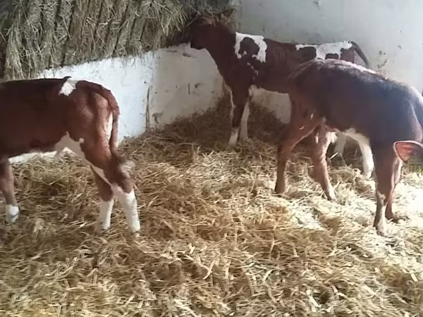 گاو نر, Simmental cattle