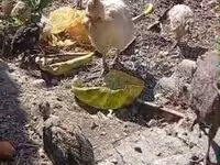 Turkeys — Foto 1