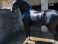At, Dutch warmblood horse — foto 1