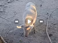 Babi betina, Pigs — foto 3