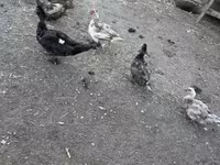 Ducks — 写真 5