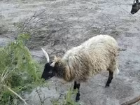 Ram, Racka sheep — foto 4