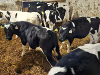 Bull, Holstein breed — photo 2