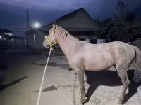 اسب نر, Kazakh horse — عکس 7