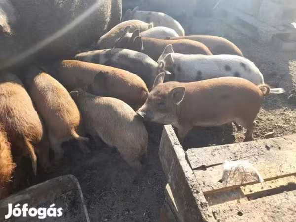 Doofaar lab, Pigs