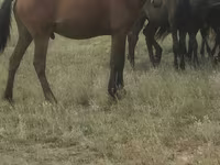 Hengst, Kazakh horse — Foto 1