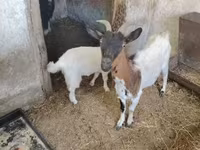 بز نر, Dutch Landrace goats — عکس 3