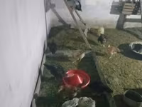 Chickens — عکس 3