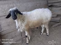 Beran, Blackheaded Persian sheep — foto 1