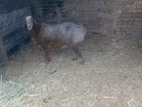 Kambing betina, Sheep — foto 1