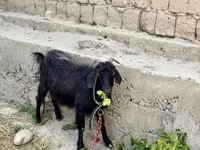 ፍየል, Goats — ፎቶ 3