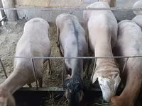 암양, Arashan sheep — 사진 8