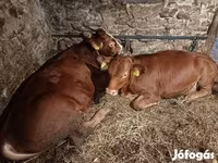 Bò đực, Simmental cattle — ảnh 6