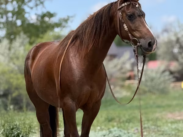 Кобила, Quarter Horse