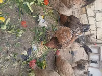 Chickens — عکس 3