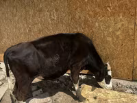 İnek, Simmental cattle — foto 4