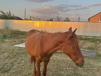 ม้าตัวผู้, Arabian horse — รูปภาพ 2