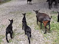 بز ماده, Murcia-Granada goats — عکس 3