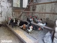 Үнді жүгіргіш — 5-сурет
