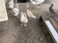 Geese — zdjęcie 6