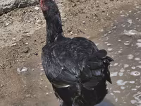 Chickens — foto 4