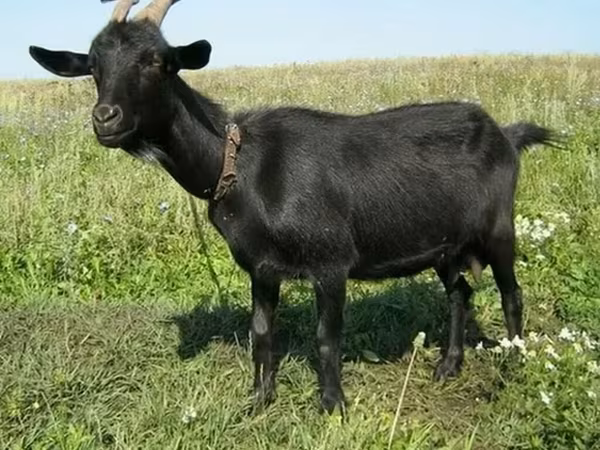 Sheep, Sheep — Kyrgyzstan