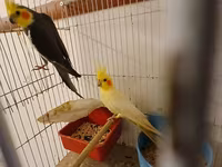 Məhsul: Nimfa (Cockatiel) cütlükləri və yuvalama dəsti Korella — fotografija 2