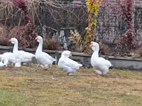 Geese — zdjęcie 6