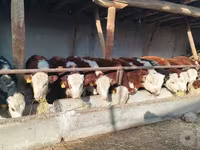 گاو نر, Simmental cattle — عکس 1