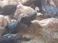 Turkeys — fotografija 2