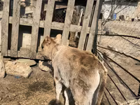 Mucca, Bovini — foto 3