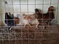 Chickens — fotografija 1