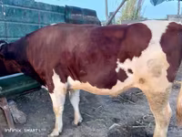 Бик, Simmental cattle — снимка 2