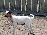 Kozel, Kozy — foto 2