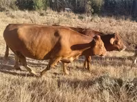 Үнээ, Simmental cattle — 2 зураг