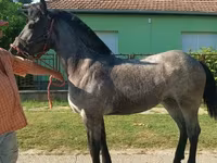 Cal, Cai — foto 3