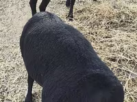 مینڈھا, Hissar sheep — تصویر 1