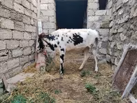 ላም, Russian Black pied cattle — ፎቶ 7