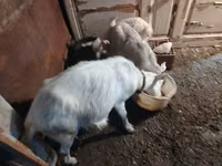بز ماده, بز — عکس 4