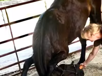 雄馬, Percheron — 写真 2