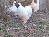 Chickens — الصورة 3