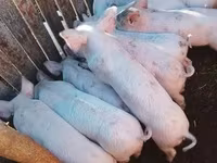 Knur, Крупная белая — zdjęcie 1