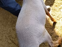 Қӯчқор, Kyrgyz Mountain merino sheep — акс 4