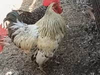 Chickens — լուսանկար 6