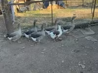 Guinea fowl — 写真 4