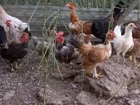 Chickens — foto 3