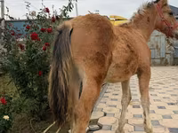 Cavallo, Cavalli — foto 3