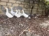 Ducks — الصورة 1