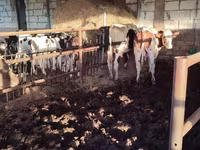 Lembu jantan, Simmental cattle — foto 7