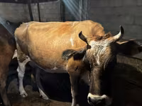 গাভী, Swiss cattle — ছবি 1